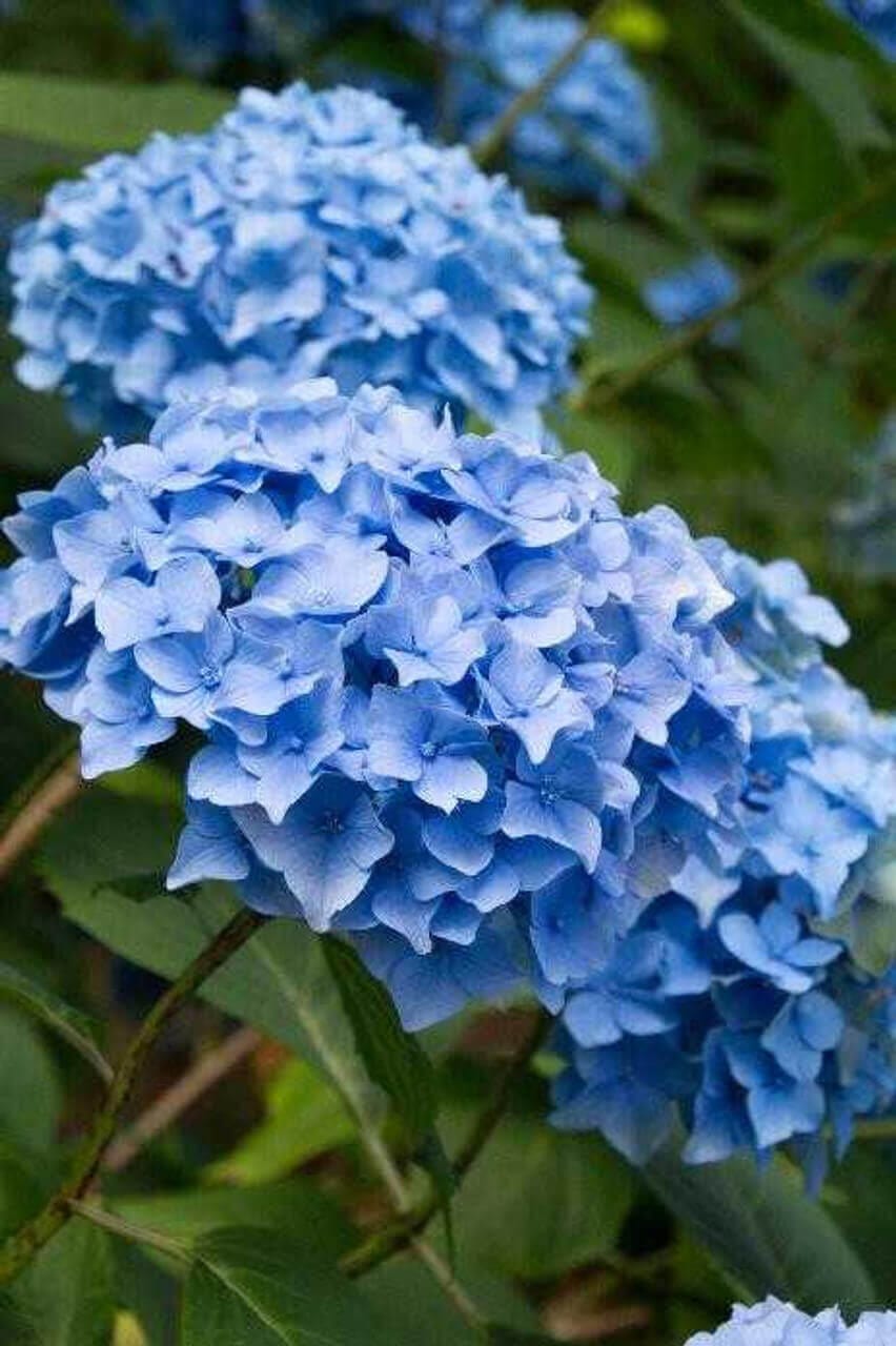 Vibrant blue hydrangea blooms with delicate layered petals