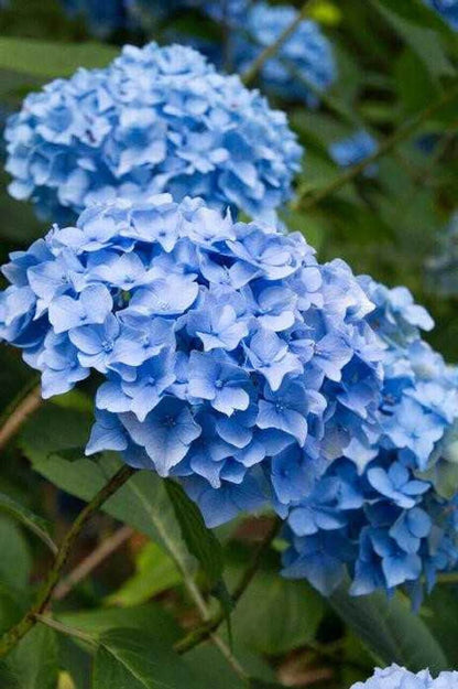 Vibrant blue hydrangea blooms with delicate layered petals