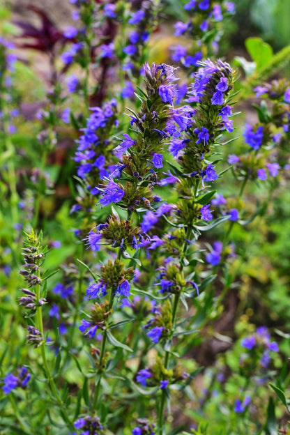Vibrant purple Blue Lobelia flowers with delicate petals in lush garden