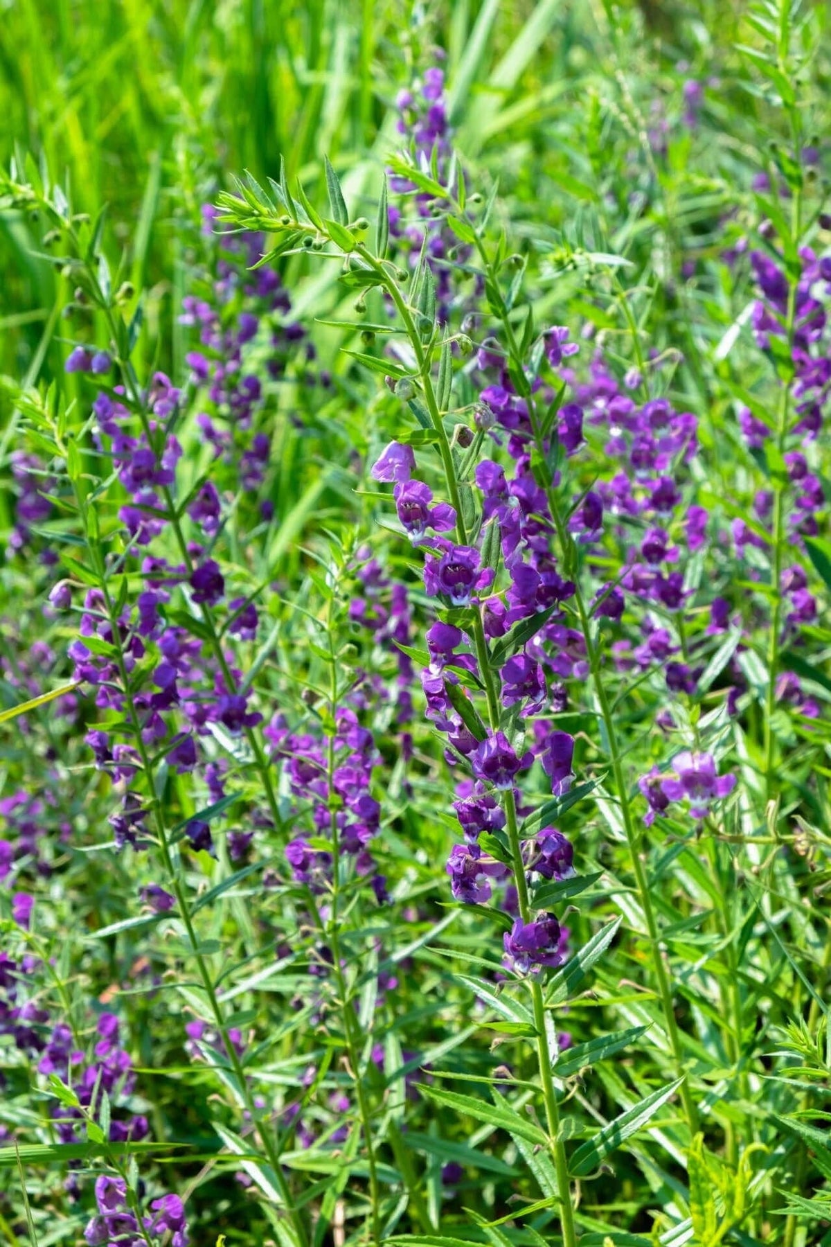 Blue Vervain: vibrant purple flowers on slender green stems in field