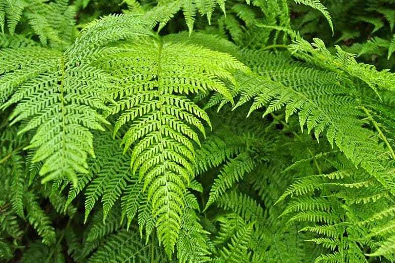 Lush Bracken Fern fronds with vibrant green feathery textures