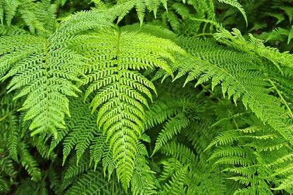 Lush Bracken Fern fronds with vibrant green feathery textures