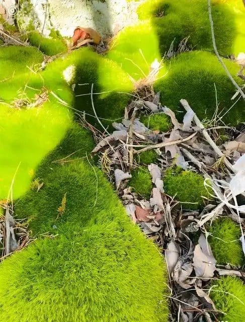 Vibrant green Broom Forkmoss clumps, dense and velvety textured