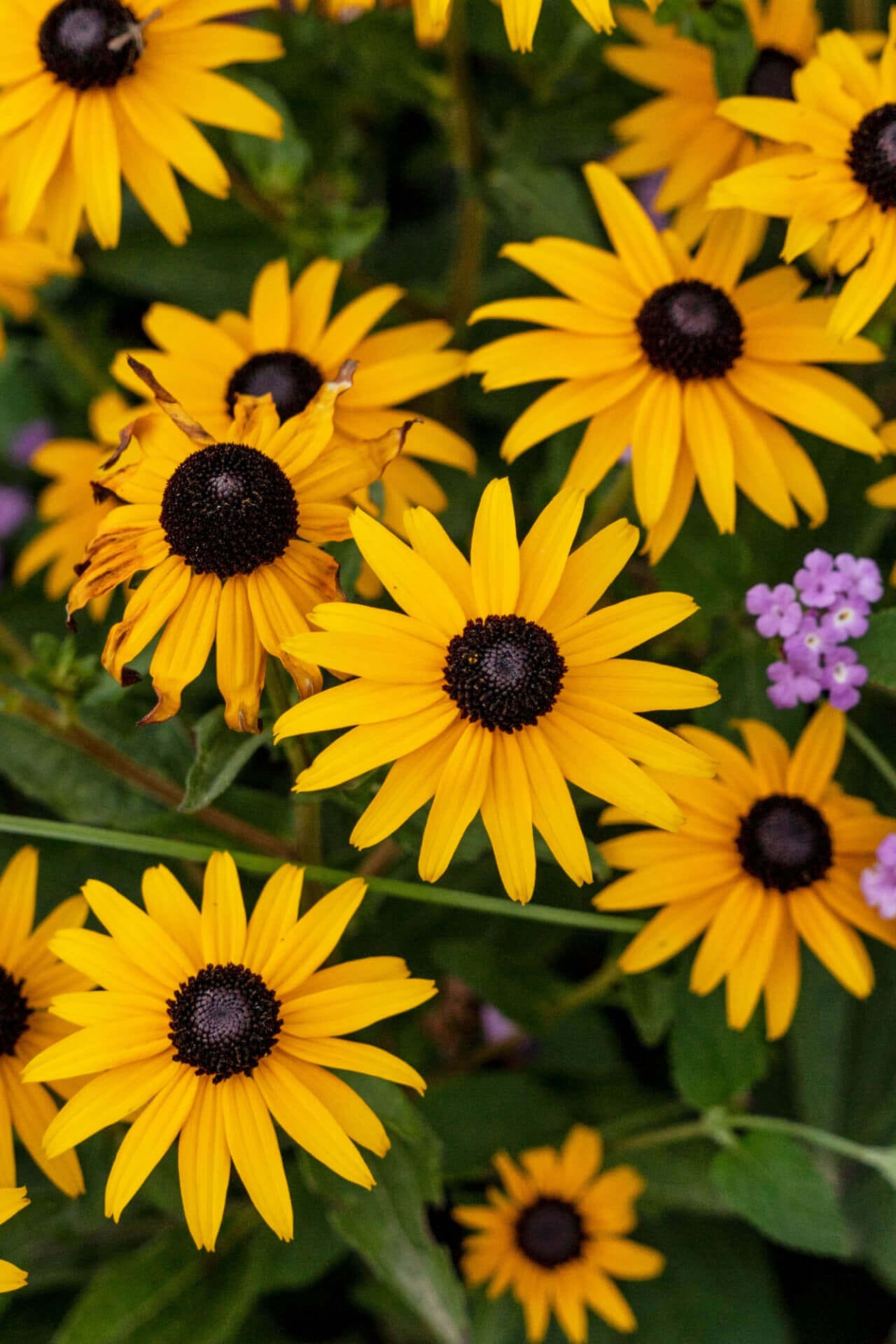 Vibrant brown eyed susan flowers with yellow petals and dark centers amid green foliage