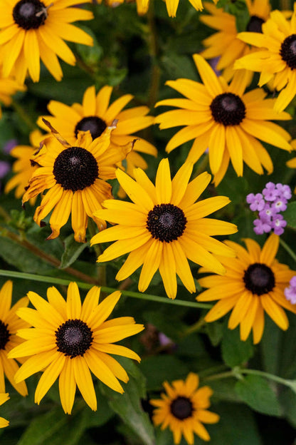 Vibrant brown eyed susan flowers with yellow petals and dark centers amid green foliage