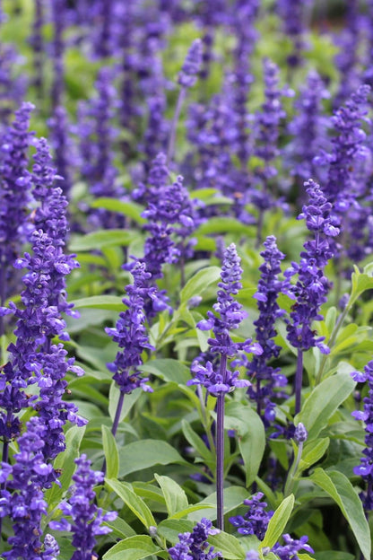 Vibrant purple salvia bugleweed flowers with green leaves and slender stems