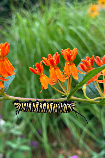 Vibrant orange milkweed butterfly caterpillar on stem for Butterfly Plants - 4 plants