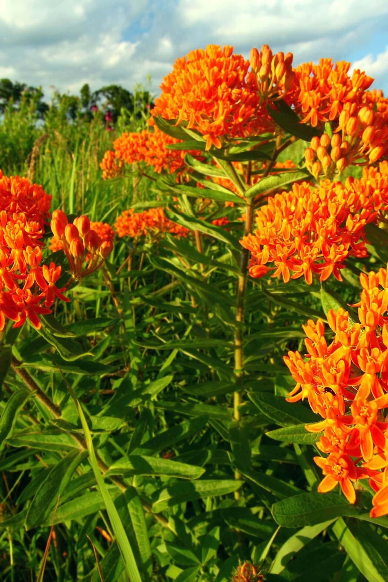 Vibrant Butterfly Weed orange milkweed flowers with clustered blooms