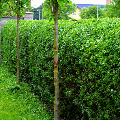Young California Privet tree with light brown textured trunk beside dense green hedge