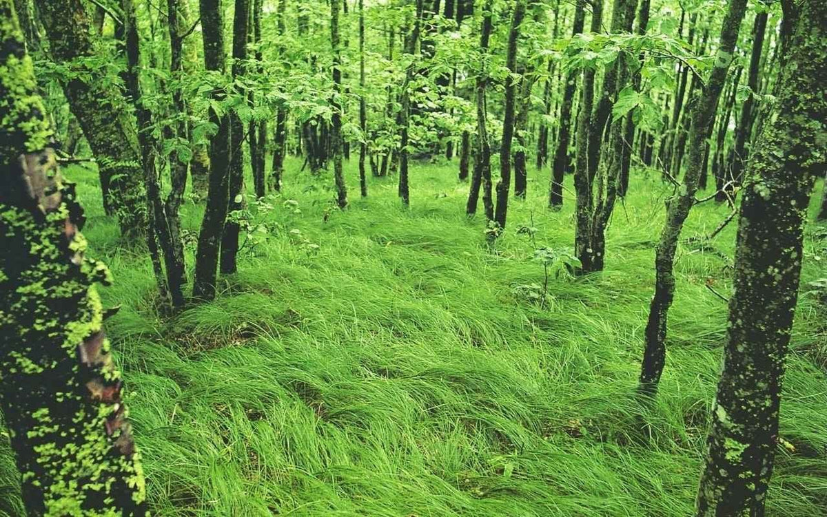 Lush green Carex Pensylvanica grass carpets forest floor under mossy trees