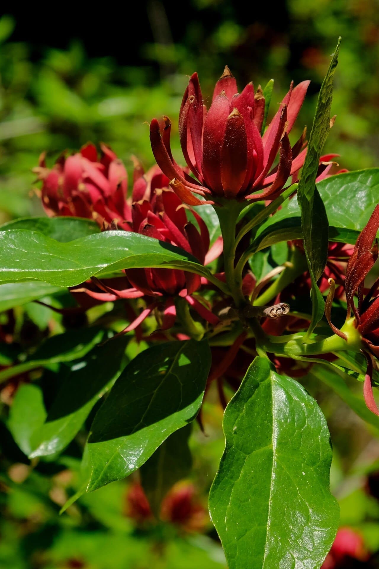 Carolina Allspice flower with deep red spiky petals and glossy green leaves