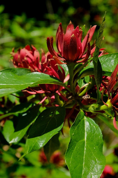 Carolina Allspice flower with deep red spiky petals and glossy green leaves