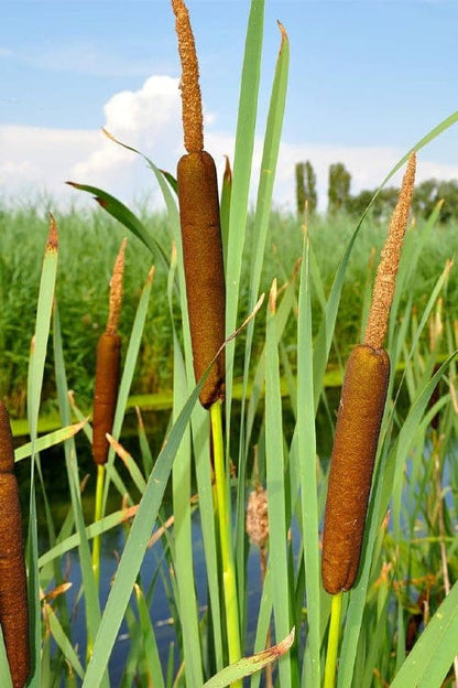 Brown cylindrical cattails with fuzzy tops on green stalks in marsh, Cattail Plant