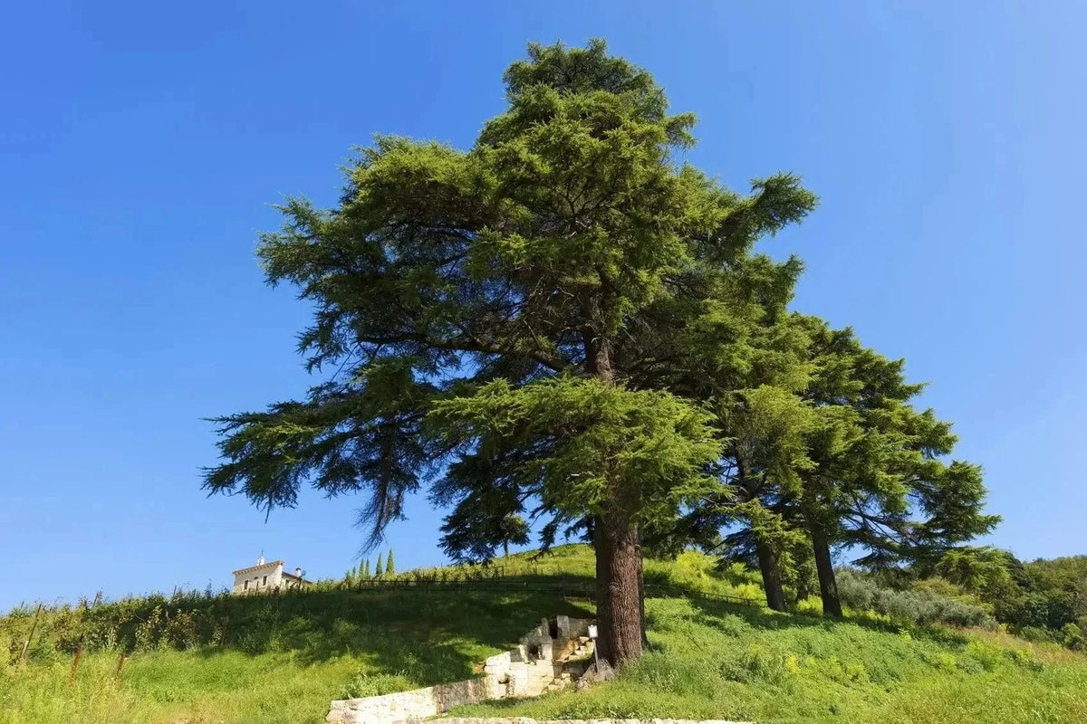 Tall lush green Cedar Tree on grassy hill under clear blue sky