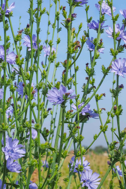Chicory plant field with tall green stems and light purple flowers