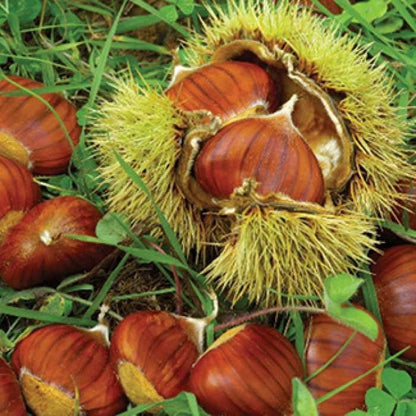 Glossy reddish-brown chestnuts in spiky golden-yellow husks on PKQ Chestnut Tree grass