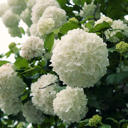 Lush white Snowball Bush hydrangea blossoms with green leaves