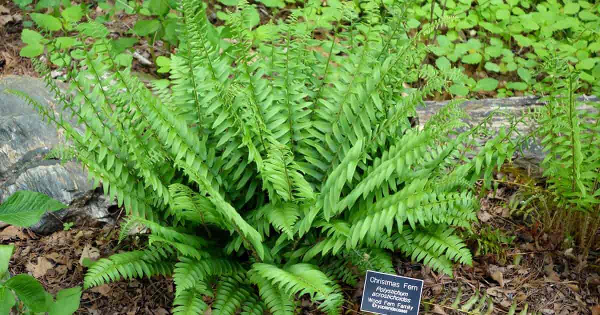 Lush Christmas Fern with green feathery fronds and woodland look