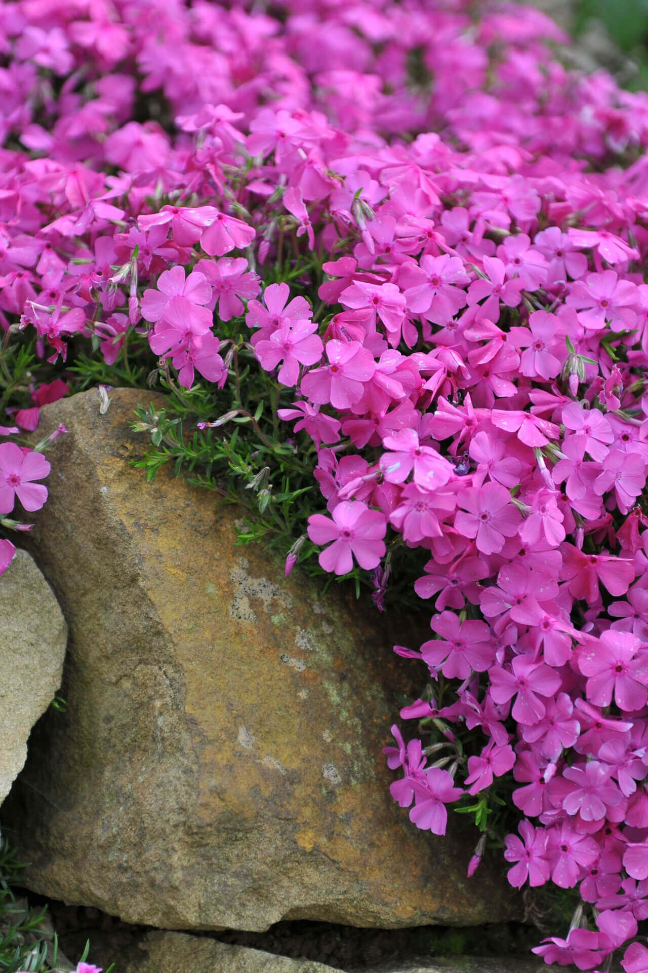 Vibrant pink creeping phlox flowers cascading over weathered mossy stone