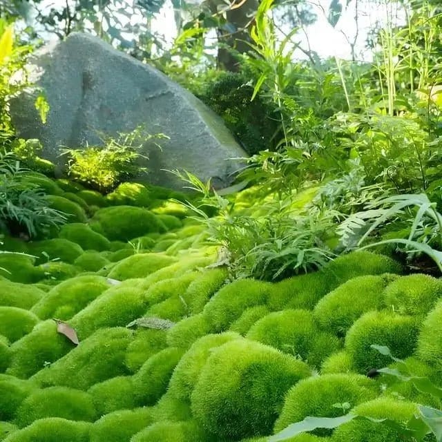 Vibrant Cushion Moss: plush green moss-covered rocks among lush ferns