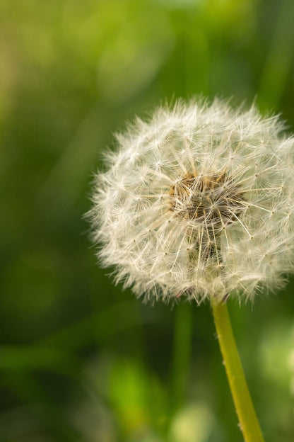Fluffy white dandelion seed head for Dandelion Plant