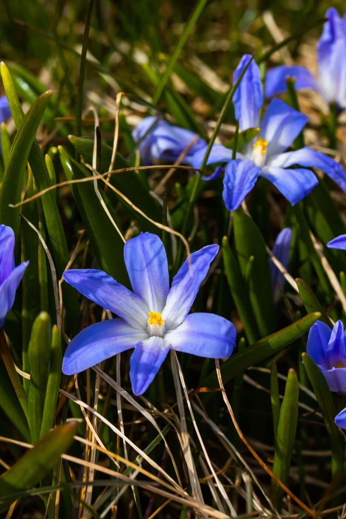 Vibrant blue Dwarf Crested Iris crocus flowers with yellow centers in grass