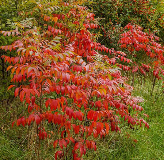 Vibrant Dwarf Sumac bush with red glossy serrated leaves and green stems