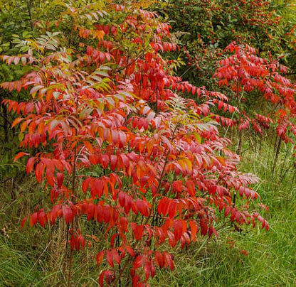 Vibrant Dwarf Sumac bush with red glossy serrated leaves and green stems
