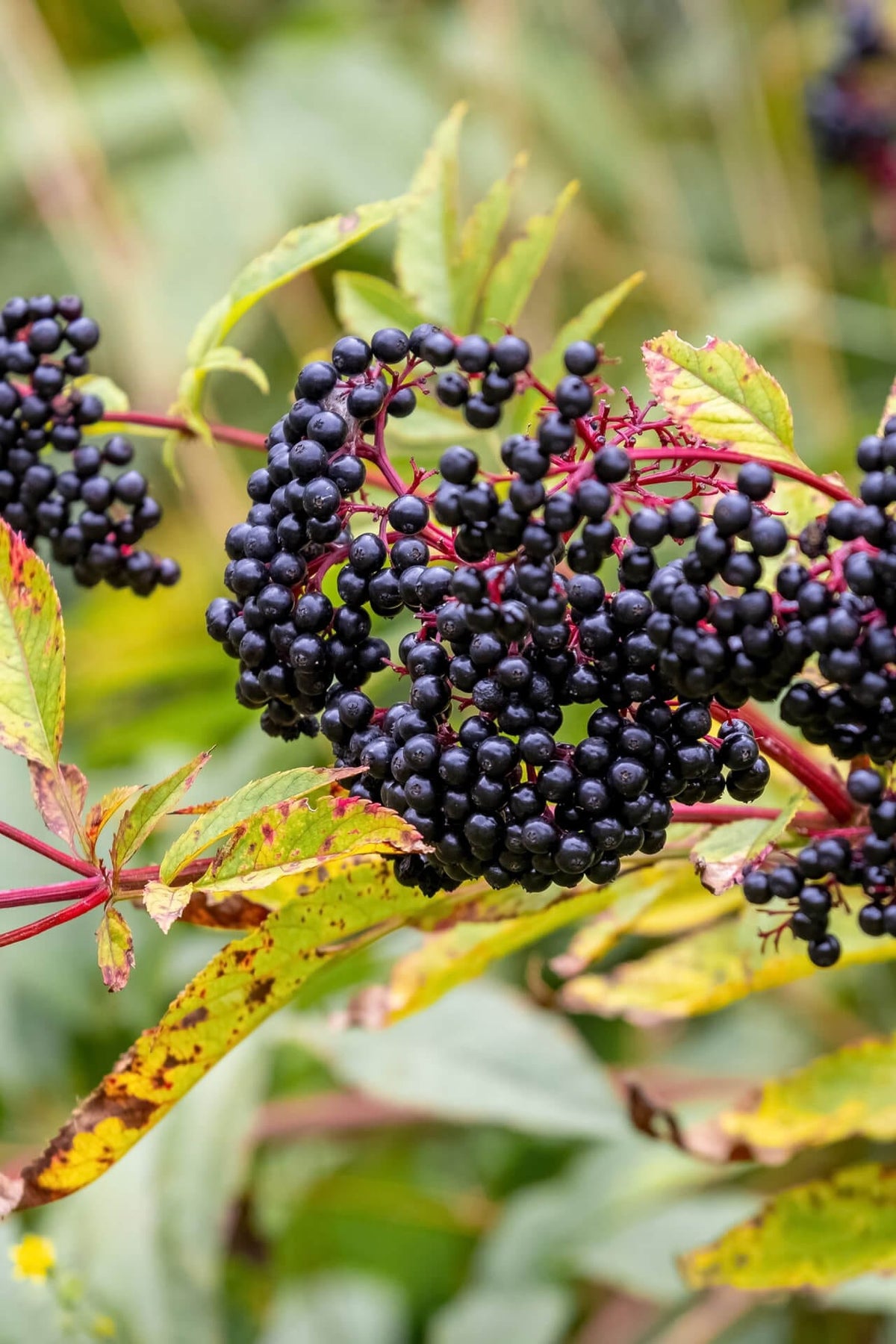 Elderberry bush with clusters of dark purple berries on reddish stems amid green leaves