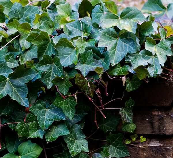 English Ivy lush green heart-shaped leaves climbing stone wall