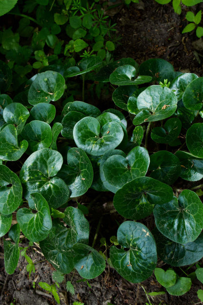Lush heart-shaped glossy green leaves of European Ginger plant