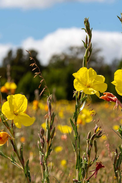 Bright yellow Evening Primrose flowers blooming in sunlit field