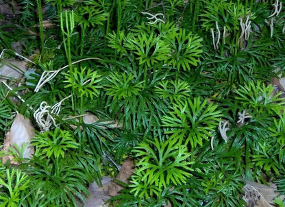 Vibrant Fan Clubmoss ground cover with green feathery fern-like fronds