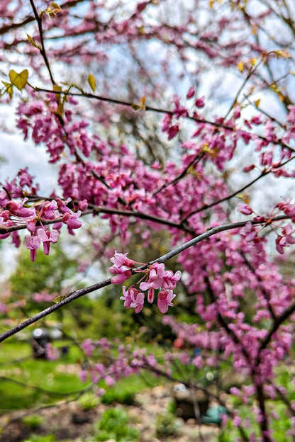 Flowering Trees Package pink blossoms and green leaves on tree branch