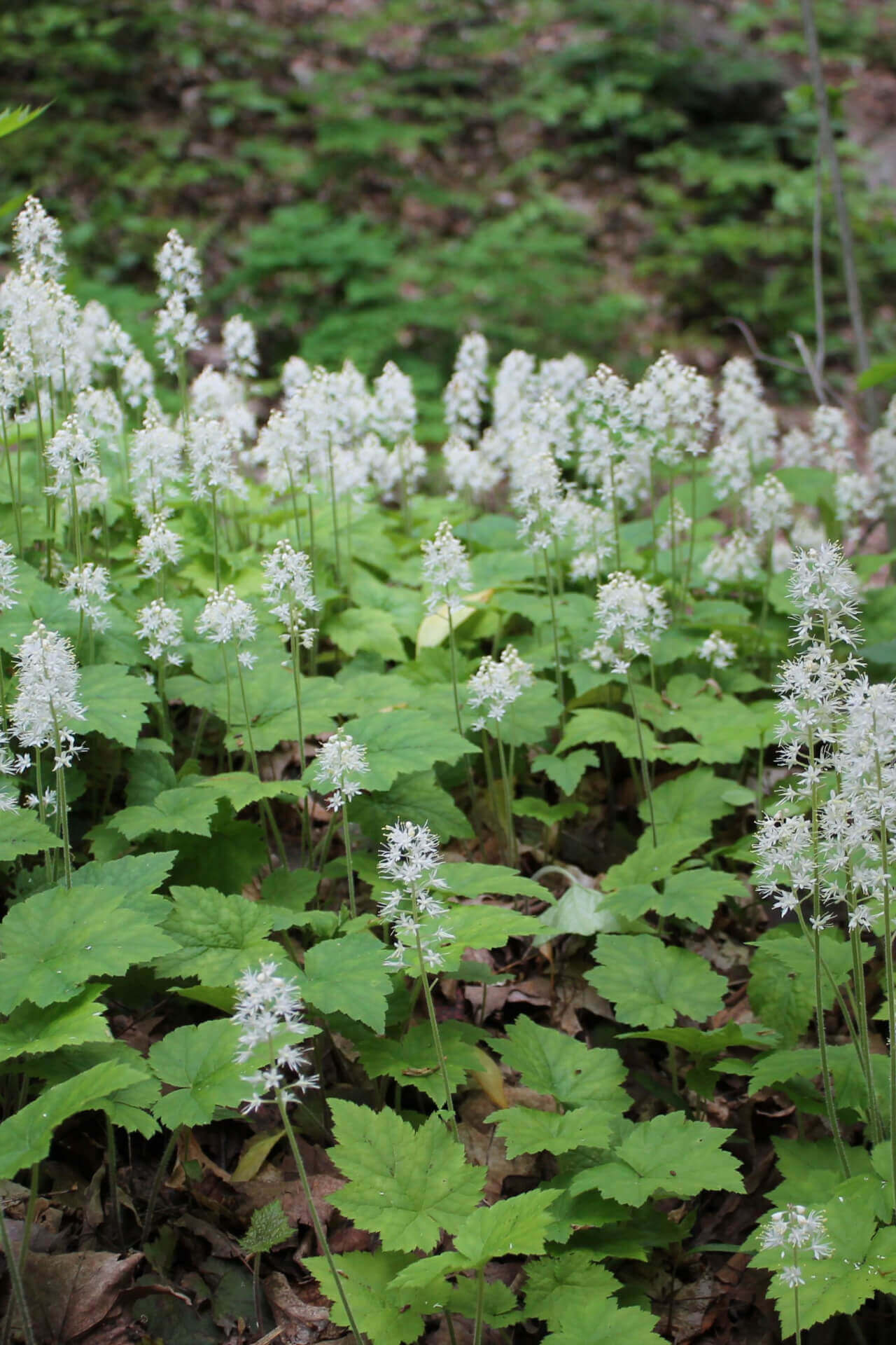 Foam Flower: delicate white flowers with feathery petals on green stems in forest