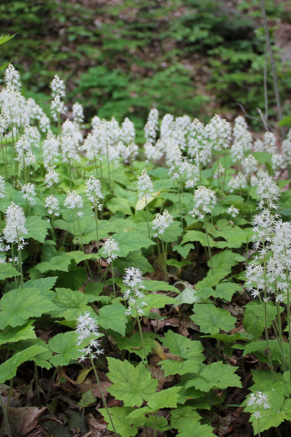 Foam Flower: delicate white flowers with feathery petals on green stems in forest