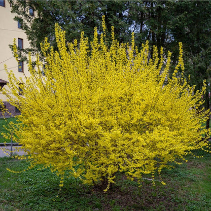 Vibrant yellow forsythia bush with dense blooming branches
