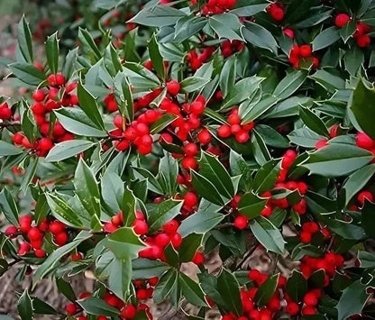Foster Holly: glossy red berries on spiky green leaves
