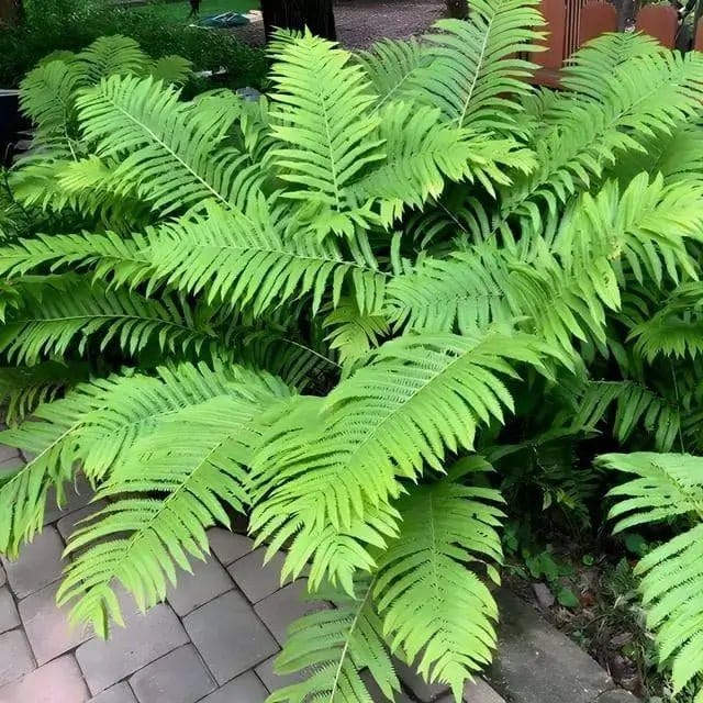 Giant Ostrich Fern lush vibrant green fronds with feathery texture