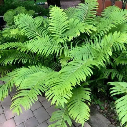 Giant Ostrich Fern lush vibrant green fronds with feathery texture