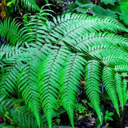 Vibrant Glade Fern green fronds with delicate feathery texture