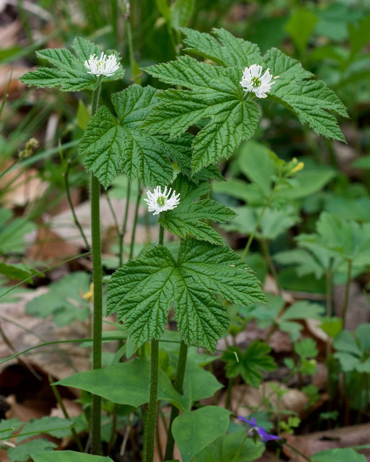 Goldenseal plant with white star flowers on green stems and lobed leaves