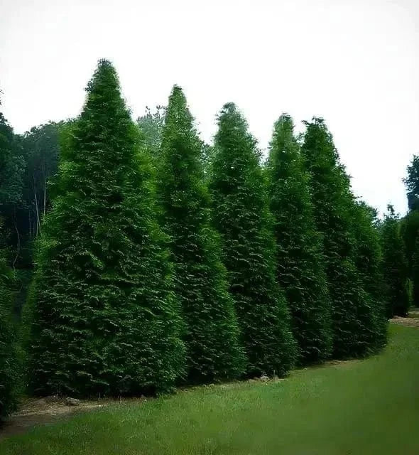 Row of tall Green Giant Arborvitae trees with dense green conical foliage
