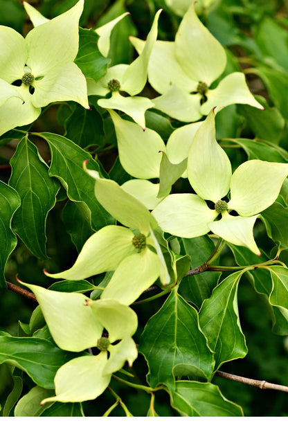 Pale green four-petaled Greensleeves Kousa Dogwood flowers with dark foliage