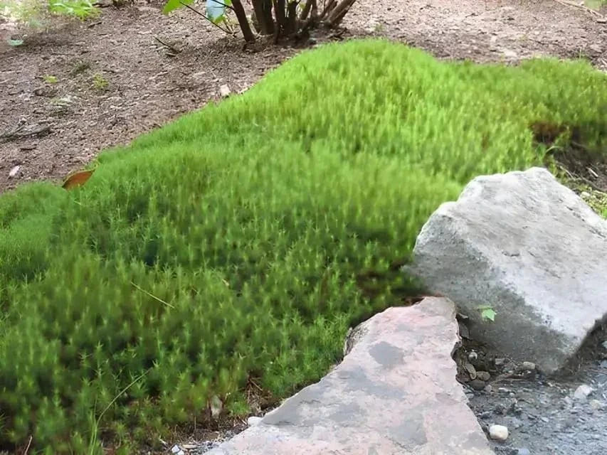 Lush Haircap Moss ground cover spreading over garden bed with gray stones