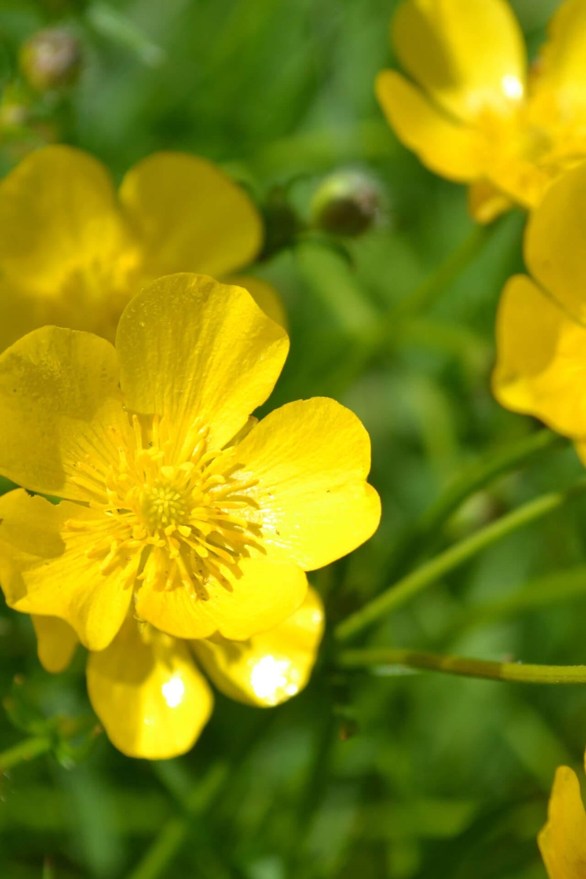 Hairy Buttercup: bright yellow flowers with vibrant centers on green foliage