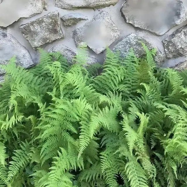 Lush Hay Scented Fern with feathery fronds cascading over rustic stone wall