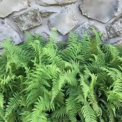 Lush Hay Scented Fern with feathery fronds cascading over rustic stone wall