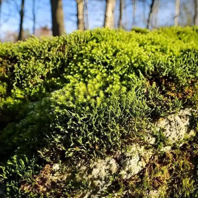 Vibrant Hedwigia ciliate moss blankets textured rock in forest sunlight