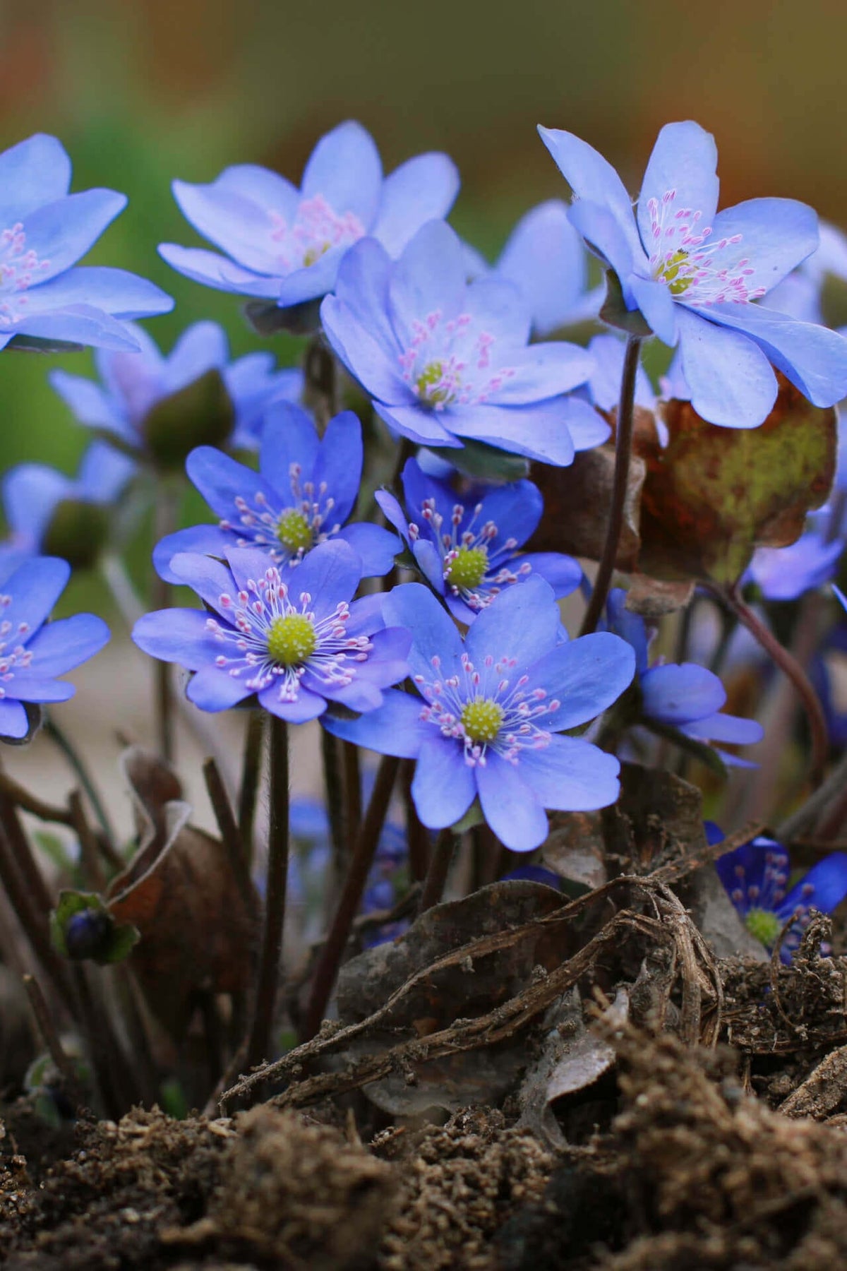 Delicate blue Hepatica Liverleaf flowers with pink stamens in soil
